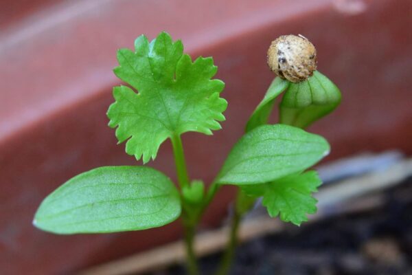 Coriander Seed, Cilantro, Chinese Parsley, Dhania Seed - Pack of 100 Seeds - Image 2