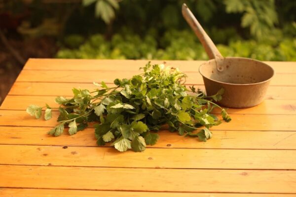 Coriander Seed, Cilantro, Chinese Parsley, Dhania Seed - Pack of 100 Seeds - Image 7