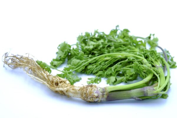 Coriander Seed, Cilantro, Chinese Parsley, Dhania Seed - Pack of 100 Seeds - Image 8
