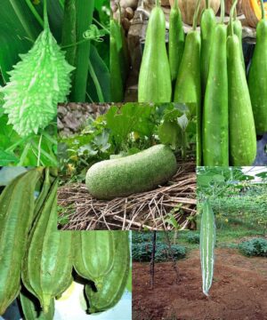 Combo 5 type of Gourd Seed Pack of 125 Seeds