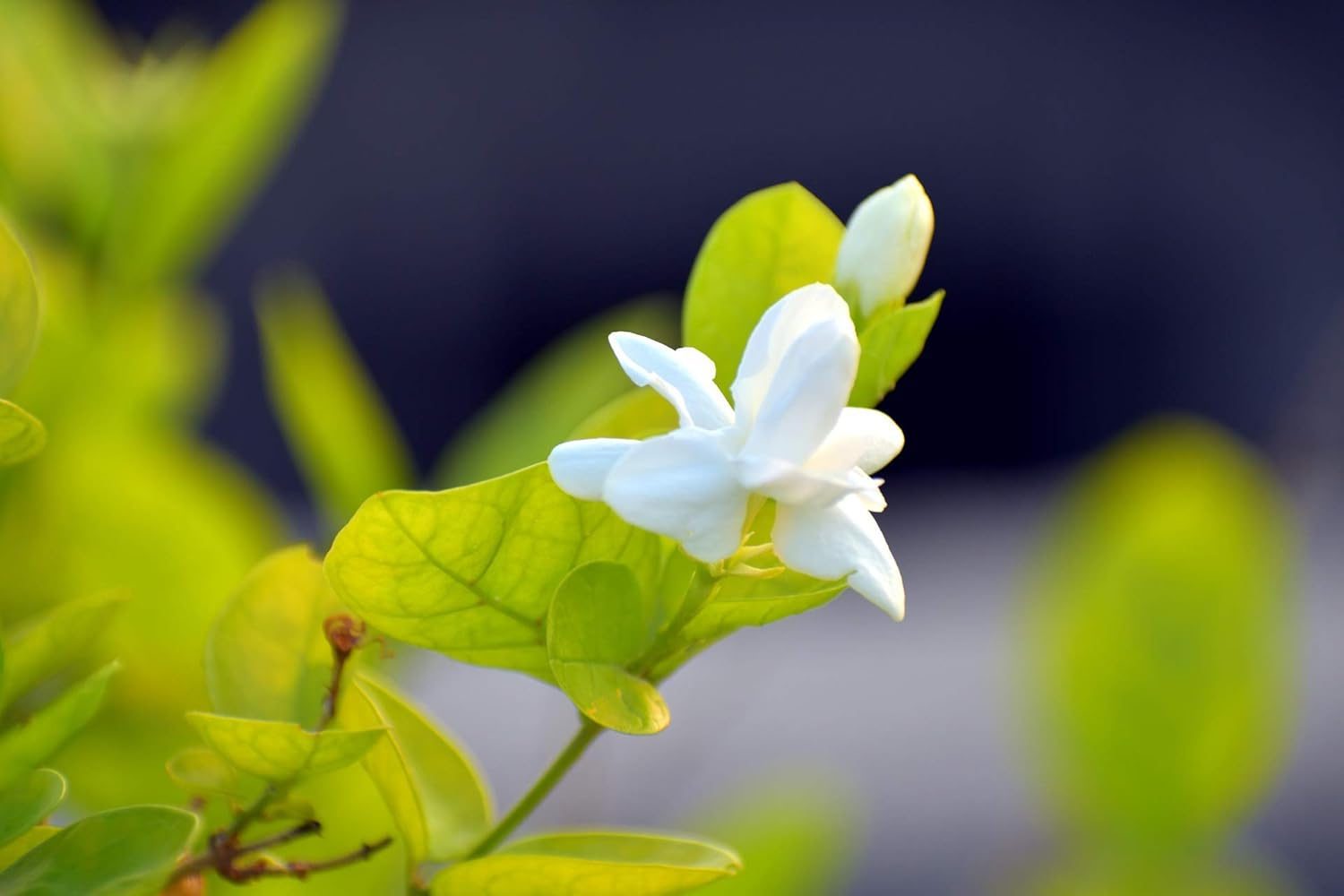 Mogra Live Plant Arabian Jasmine Flower Plant - Image 4