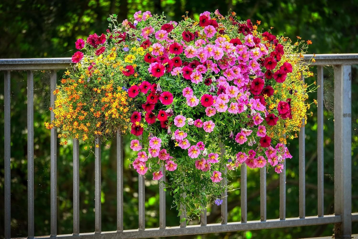 Petunia Flower Seeds