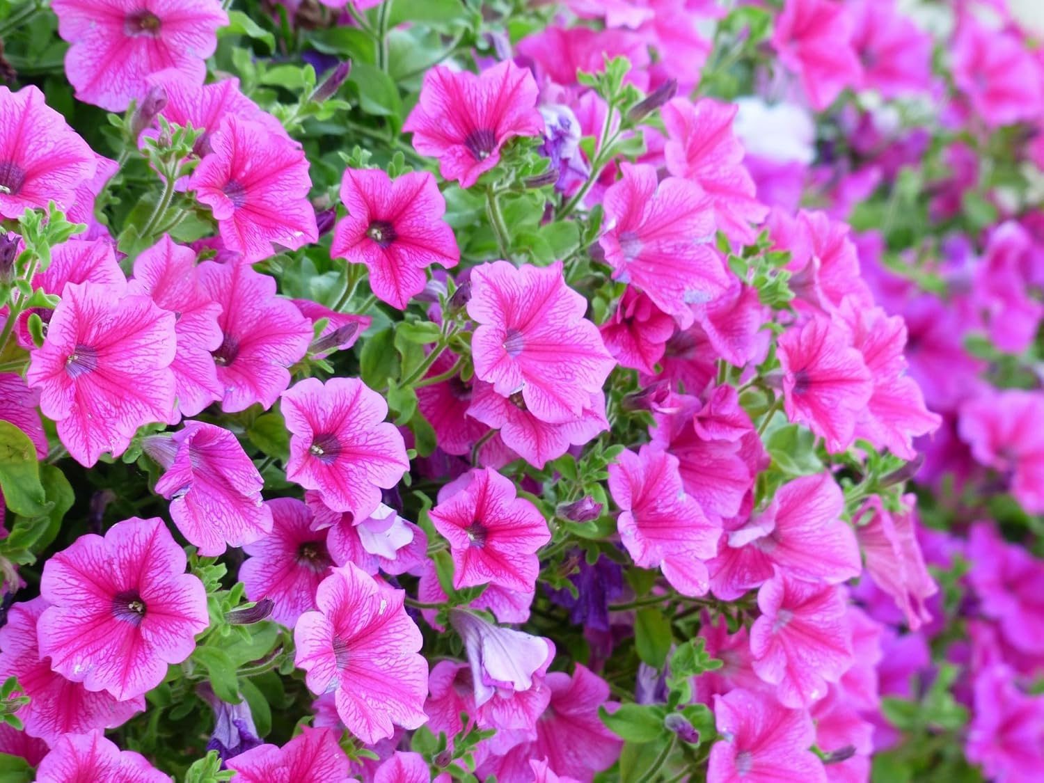 Petunia Flower Seeds - Image 5