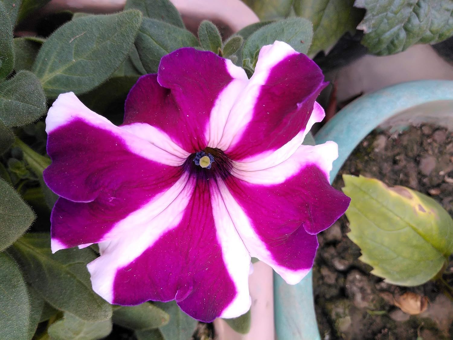 Petunia Flower Seeds - Image 8