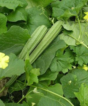 Ridge Gourd Seeds 25 Seeds