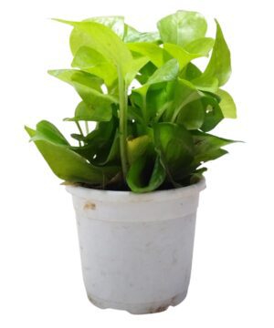 Air Purifying Good Luck Golden Neon Money Plant in White Plastic Pot