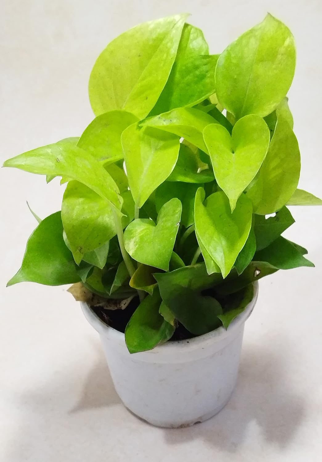 Air Purifying Good Luck Golden Neon Money Plant in White Plastic Pot - Image 7