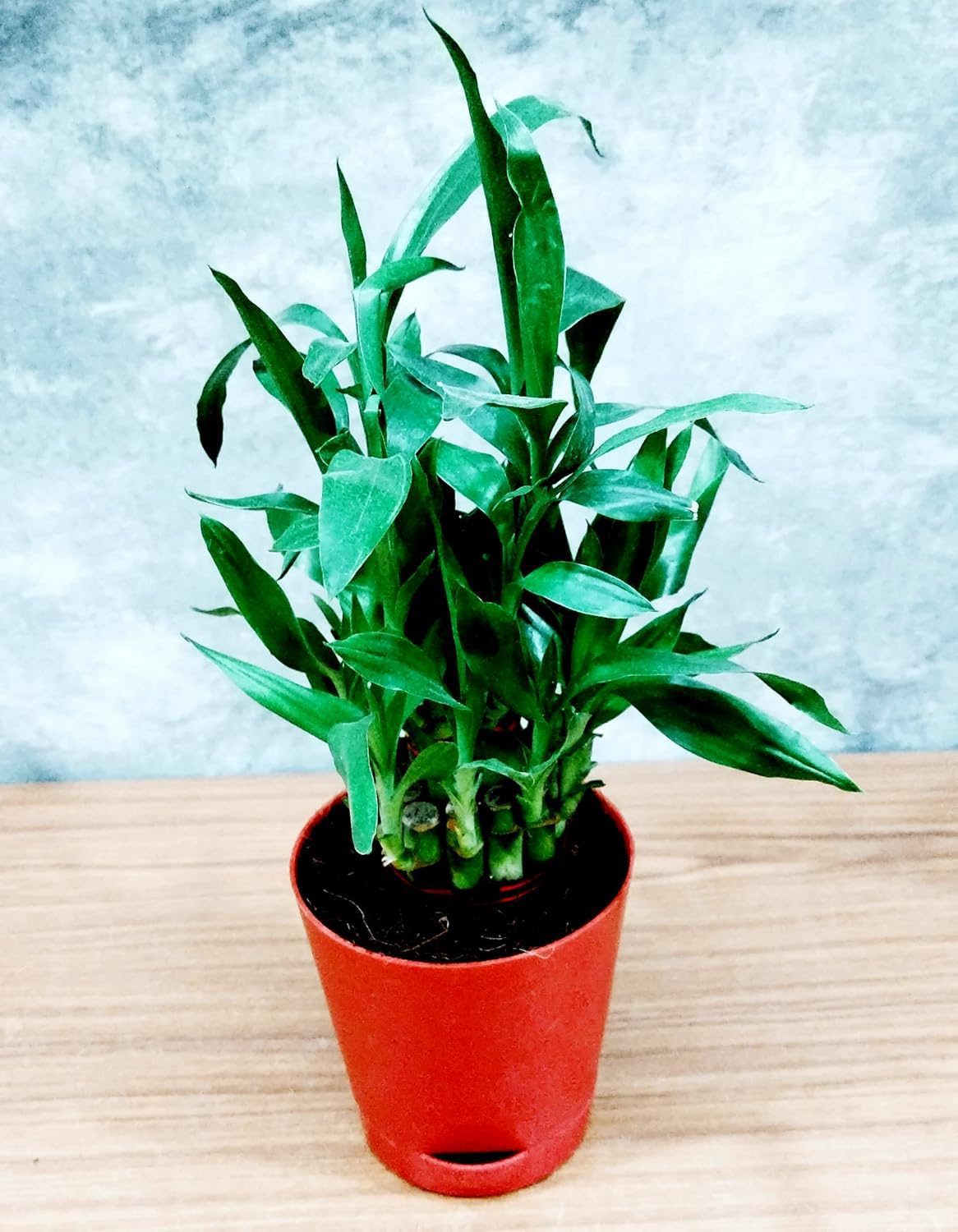 Air Purifying Good Luck 2 Layer Lucky Bamboo Plant in Red Self Pot - Image 3