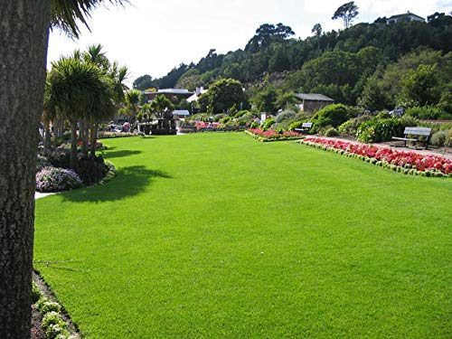 Lawn Grass Seeds - 15000 Seeds Pack