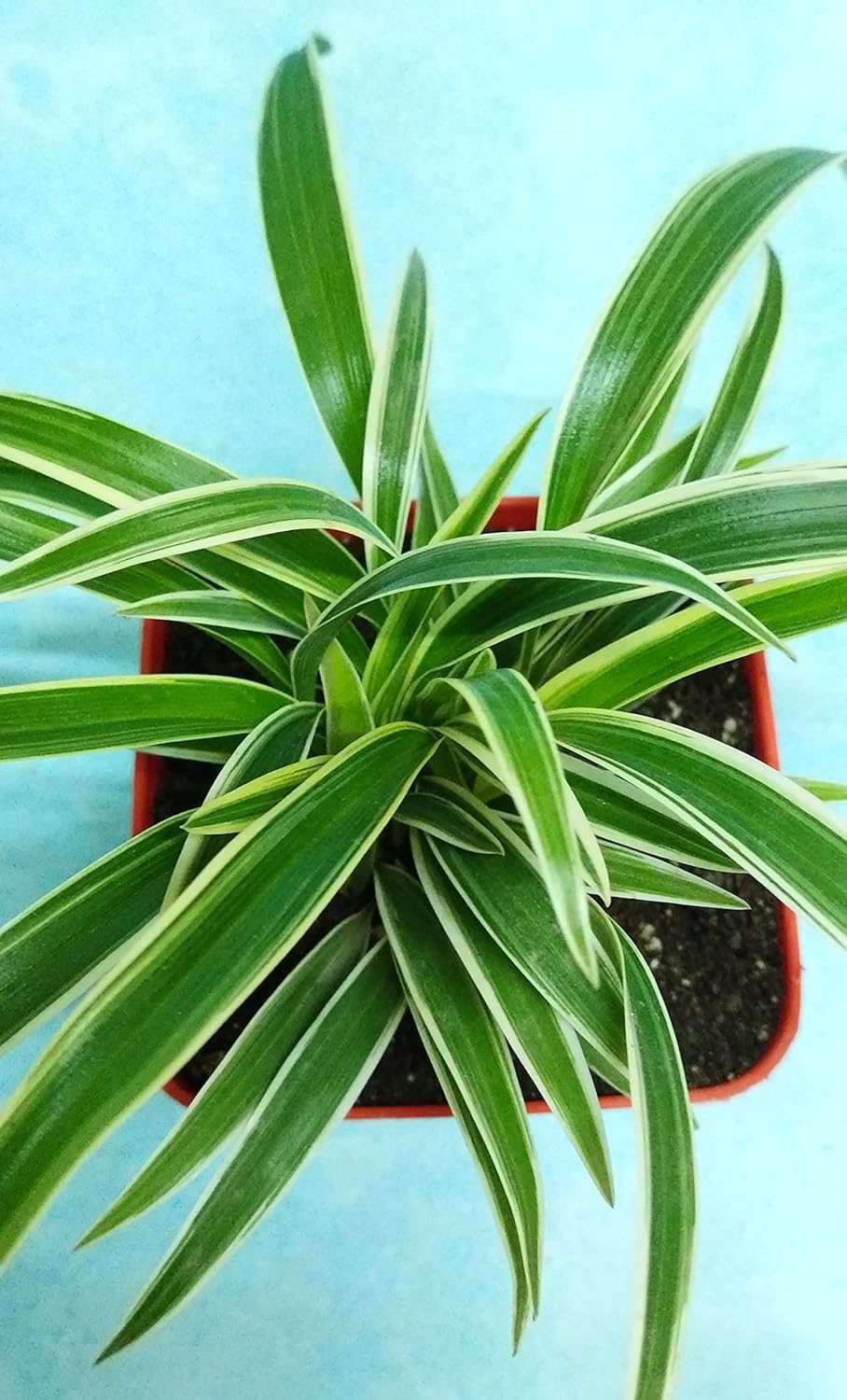 Air Purifying Chlorophytum Comosum Spider Plant in Orange Fiber Pot - Image 4