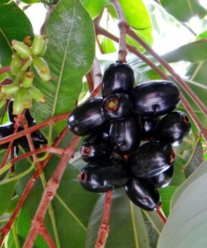 Live Black Jamun Jam Kala Jamun Sweet Fruit Plant