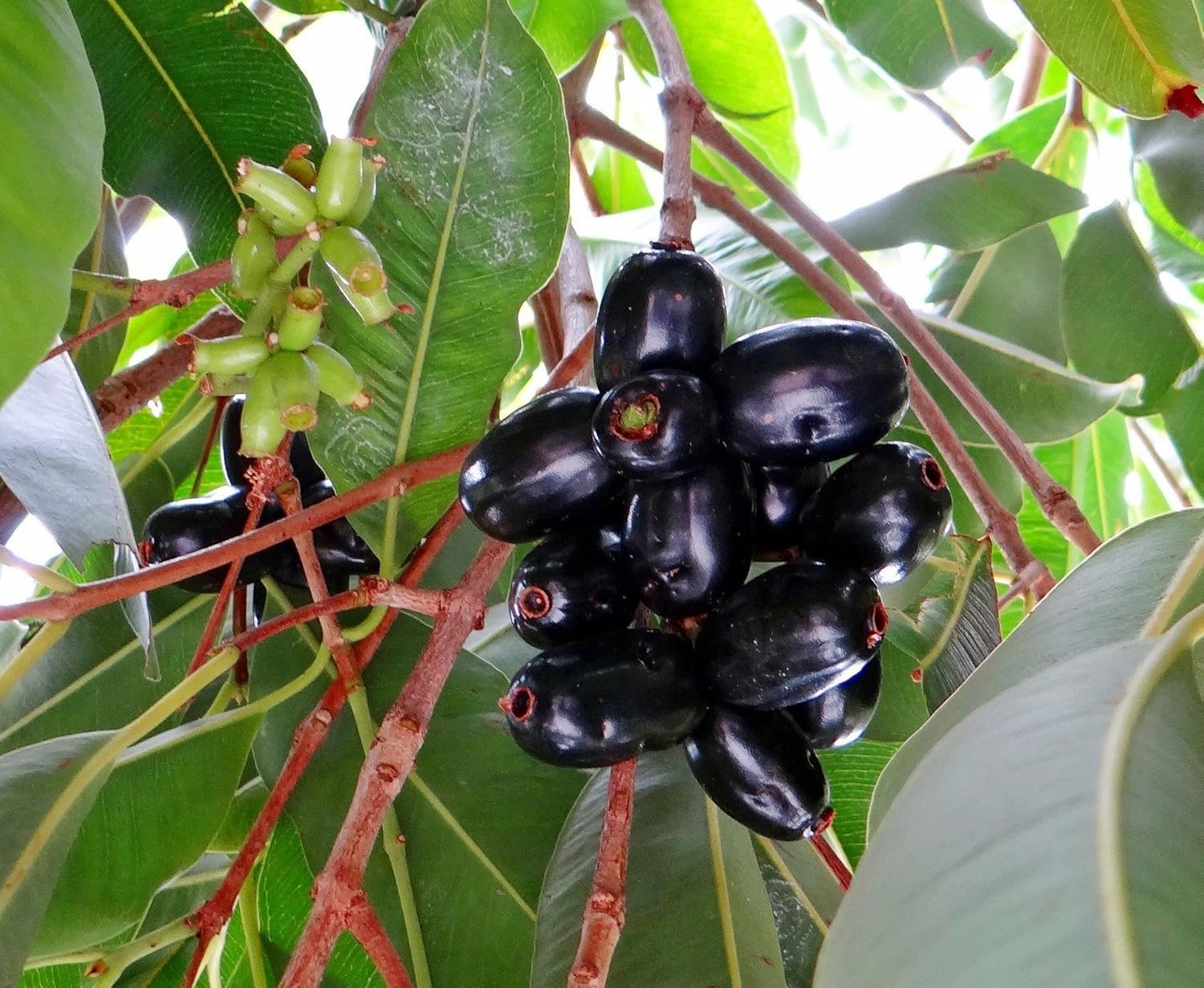 Live Black Jamun Jam Kala Jamun Sweet Fruit Plant