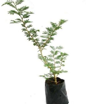 Shamy Plant