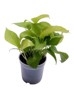 Golden Money Plant