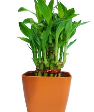 2 Layer Lucky Bamboo Plant