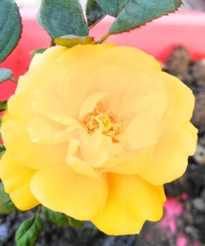 Orange Rose Plant