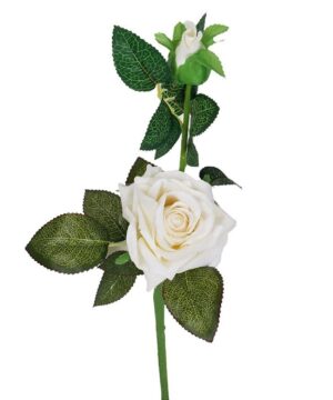 White Rose Plant