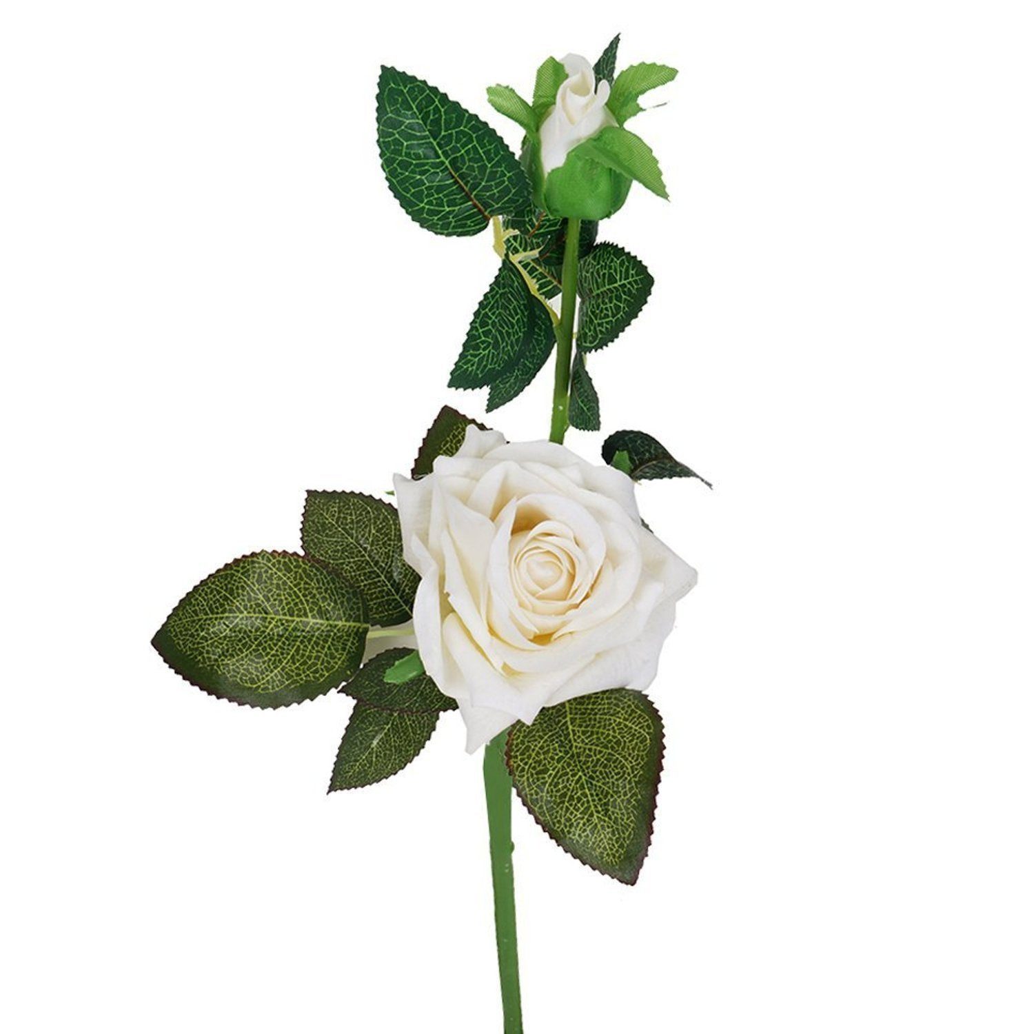 White Rose Plant