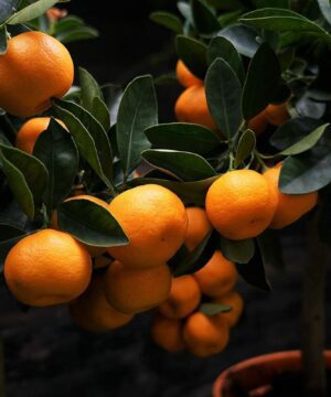 Darjeeling Orange Plant