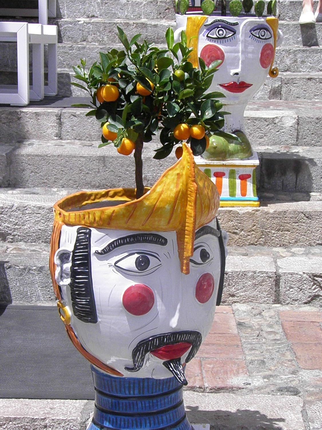 Darjeeling Orange Plant - Image 4