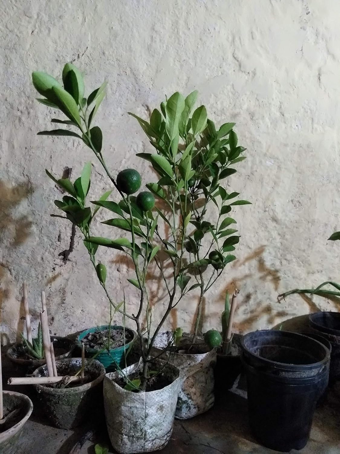 Darjeeling Orange Plant - Image 5