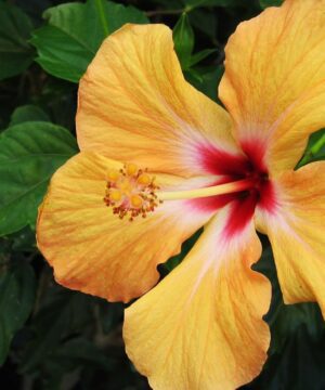 Orange Hibiscus Flower Plant