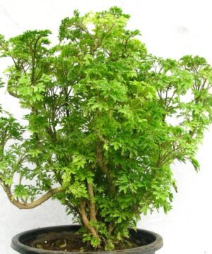 Green Arlia Plant