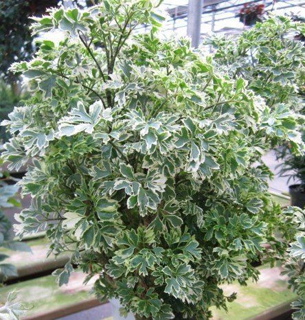Variegated Aralia Plant