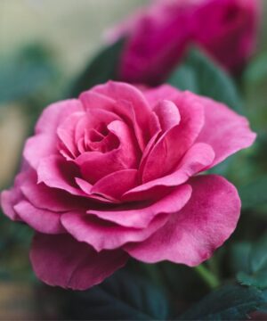 Pink Rose Plant