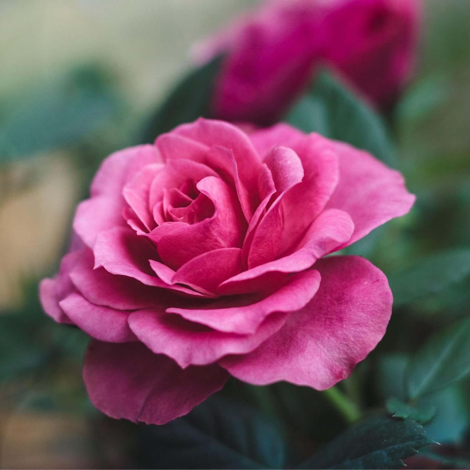 Pink Rose Plant