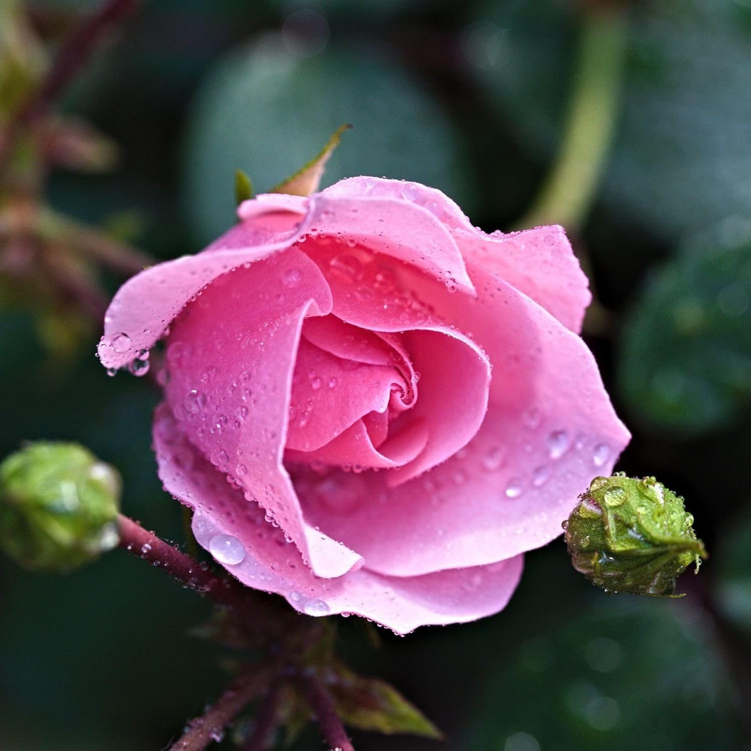Pink Rose Plant - Image 3