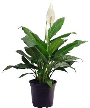 Peace Lily Flower Plant