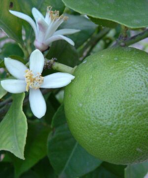 Live Lime Fruit Plant