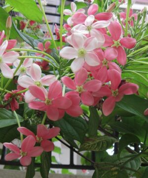 Rangoon Creeper Flower Plant