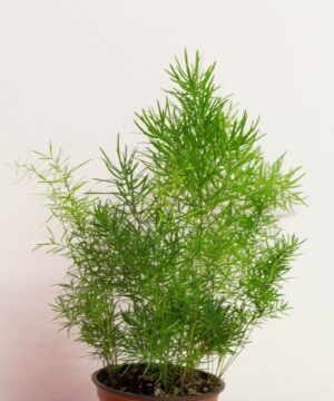 Asparagus Fern