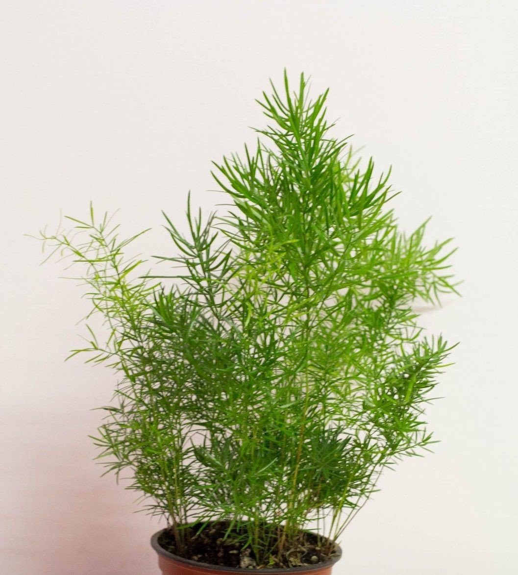 Asparagus Fern