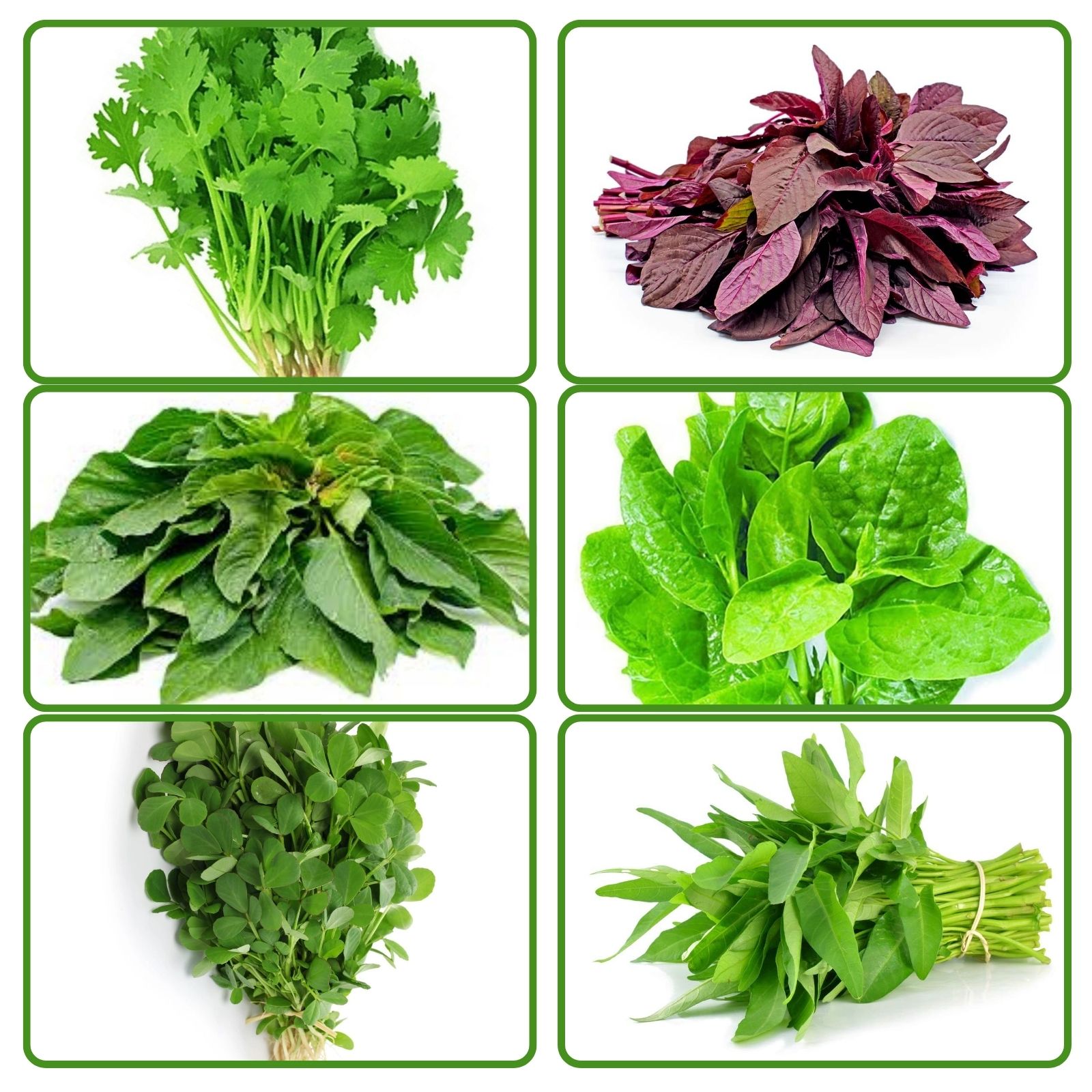 Leafy Greens Starter Pack