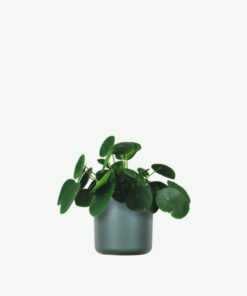 Pilea Peperomioides