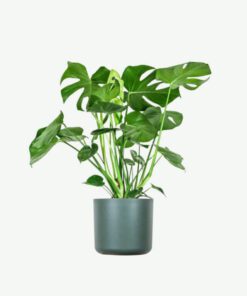 Monstera Deliciosa