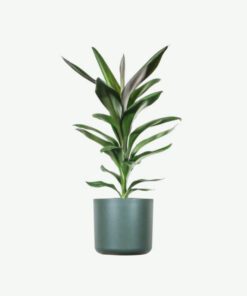 Dracaena Lisa