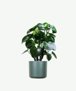 Ficus Decora Cabernet