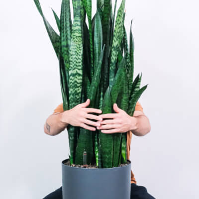 Flower Plants