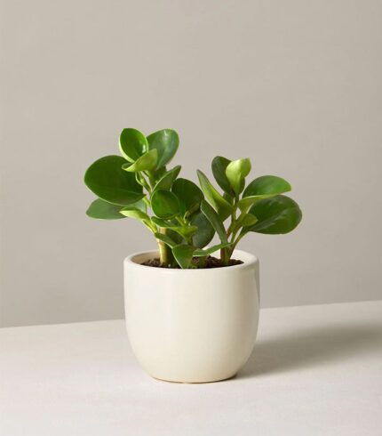 Coco Coir Pole - Image 5