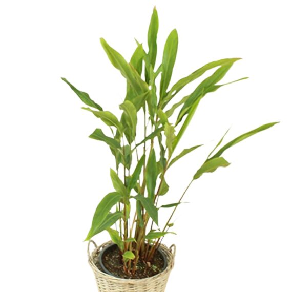 Nelesa Gardening Live Cardamom Chhoti Elaichi Illaichi Plant