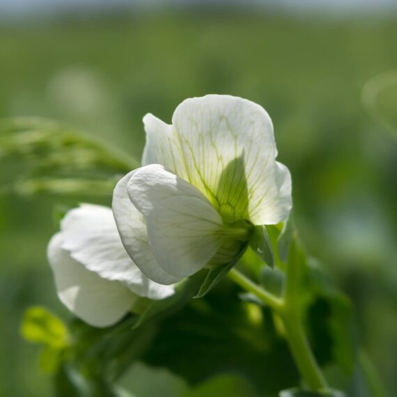 Nelesa Gardening Sweet Pea Seed - 20 Seeds Pack - Image 5