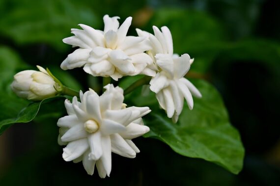 Nelesa Gardening Arabian Jasmine Mogra Plants - Blooming Beauty for Your Garden - Mogra Plants for Home