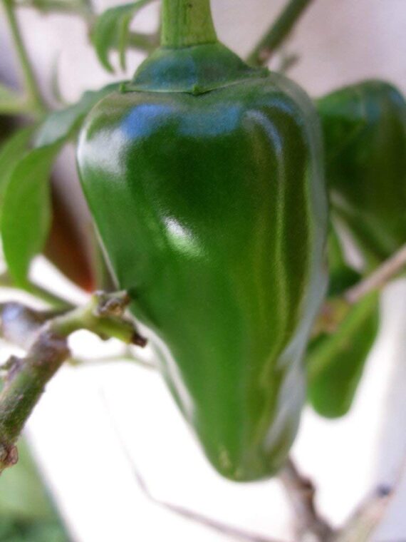 Nelesa Gardening Hot Chili Seeds -Vegetable Bullet Chilli Seeds for Home Garden - 100 Seeds - Image 3