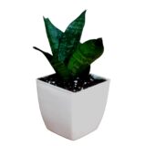 Nelesa Gardening Sansevieria Green Air Purifier Plant Dwarf Green Snake Plant in White Fiber Pot