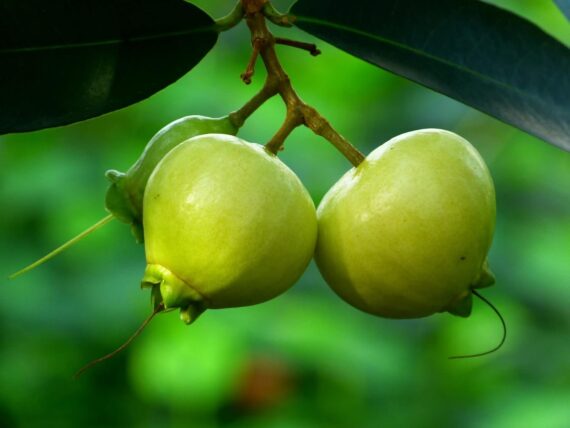 Nelesa Gardening Live Rose Apple Gulab Jamun Syzygium Jambos Fruit Plant - Image 2
