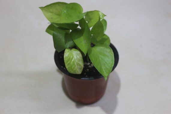 Nelesa Gardening Golden Money Plant, Neon Pothos, Air Purifying Plant, Home Décor Plant, Can Use for Desktop, for Gifting, Lucky Plant, Good Luck, Vastu Plant - Image 6
